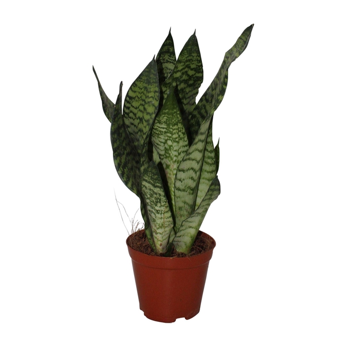 <h4>Sansevieria zeylanica</h4>