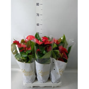 Anthurium andr. 'Casparo'