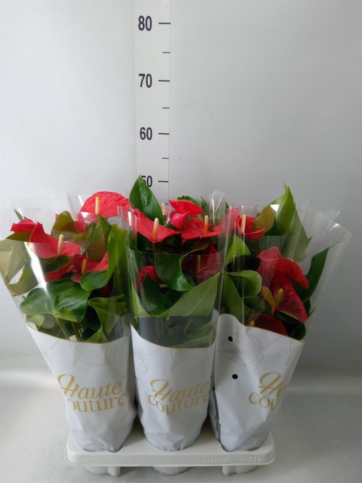 <h4>Anthurium andr. 'Casparo'</h4>