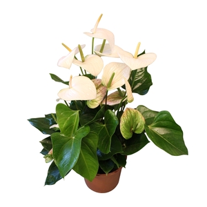 Anthurium XL.70 Aloha White 17cm