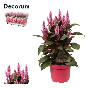 Celosia 'Merida pink' with sleeve | Decorum