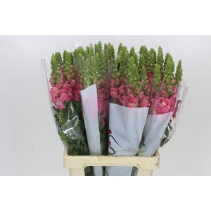 Antirrhinum Potomac Cherry Pink