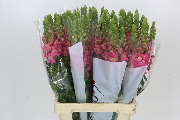 Antirrhinum Potomac Cherry Pink