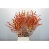 Ilex Cresgold