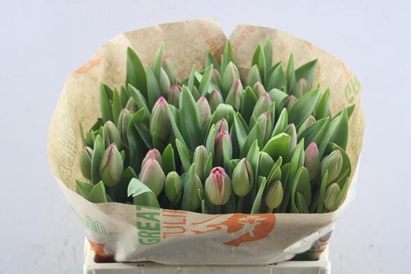 <h4>Tu En Carola</h4>