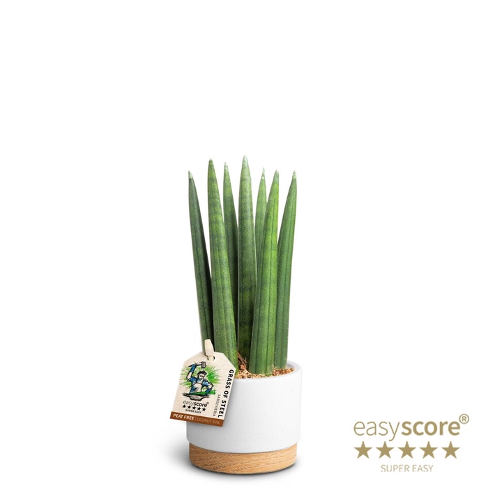 SANSEVIERIA CYLINDRICA