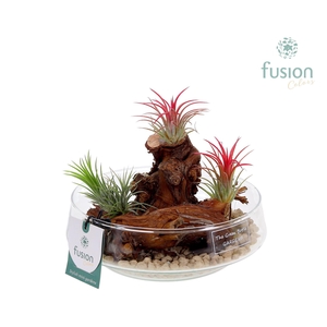 Green Bottle Iris Medium met Tillandsia Air Plants