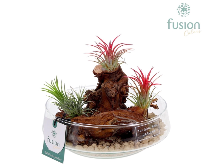 <h4>Green Bottle Iris Medium met Tillandsia Air Plants</h4>
