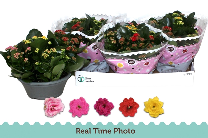 <h4>KAL GE GEM I POT</h4>