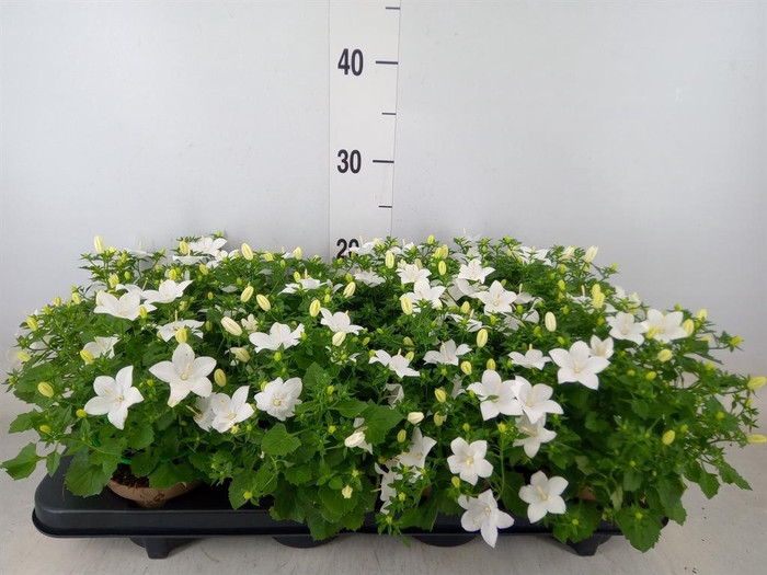<h4>Campanula isoph. 'Atlanta White'</h4>