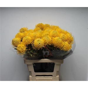 Leuco Ayoba Yellow
