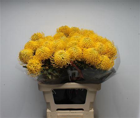 <h4>Leuco Ayoba Yellow</h4>