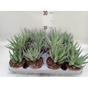 Aloe humilis