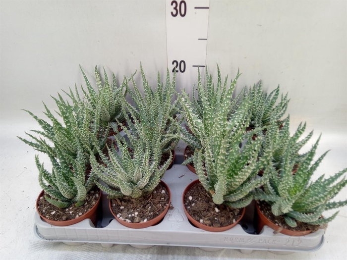 <h4>Aloe humilis</h4>