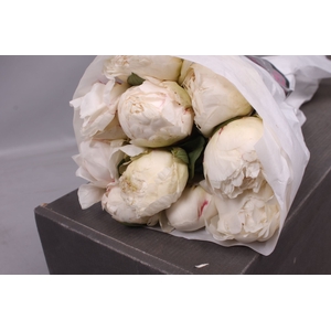 Paeonia Ivory Victory | Heavy Quality