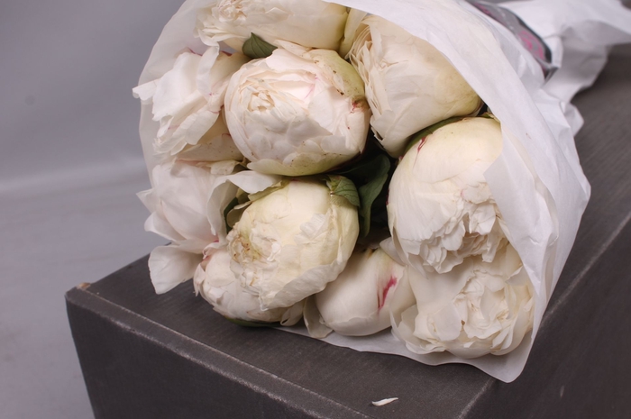 <h4>Paeonia Ivory Victory | Heavy Quality</h4>