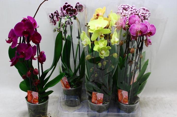 <h4>PHAL EL CASCADE</h4>