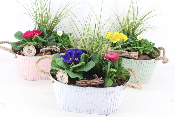 <h4>arr4 Primula PL - Zink ovaal x3 mix</h4>