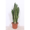 Sansevieria aubrytiana