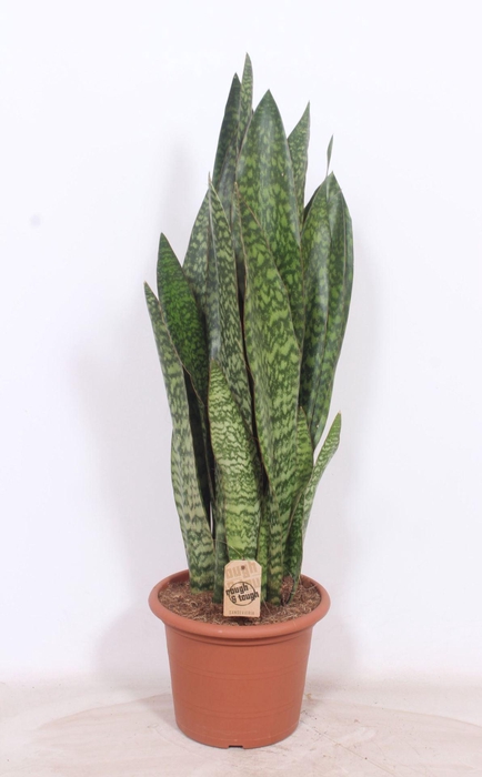 Sansevieria aubrytiana