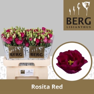 EUS G ROSI RED