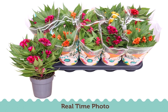 <h4>CEL CR TWIST GEM</h4>