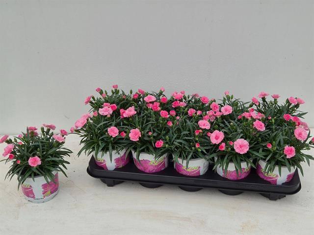 <h4>Dian I Love U</h4>