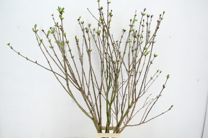 <h4>SYRINGA  PAARS PER STEM 150CM</h4>
