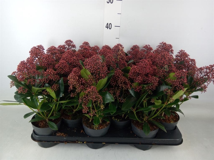 <h4>Skimmia jap.</h4>