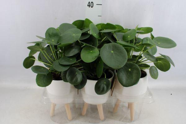 <h4>Arr.   Kamerplant Groen L%</h4>