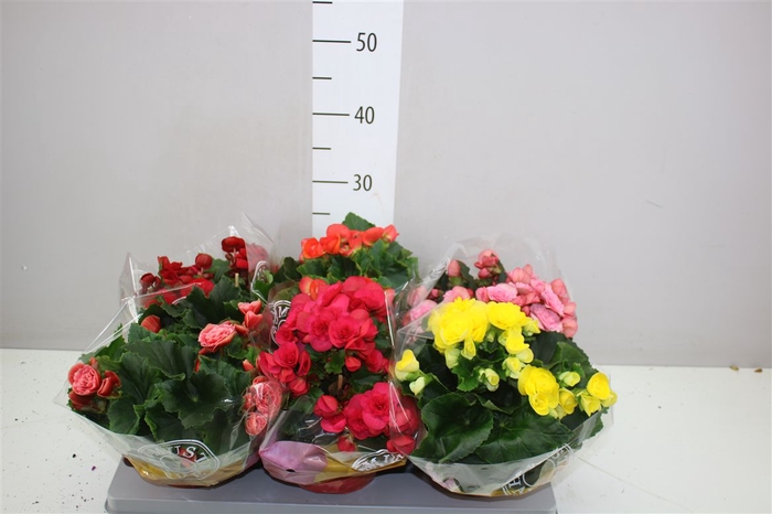 <h4>Begonia Du Gemengd</h4>