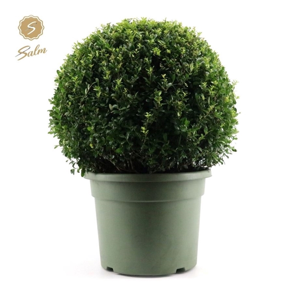 <h4>Ilex crenata Ball Ø70cm P45</h4>