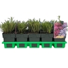 Achillea
