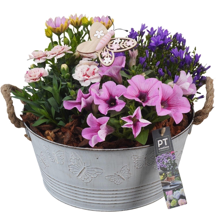 <h4>Arr.   Perkplanten H%</h4>