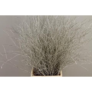 Betula paint platinum