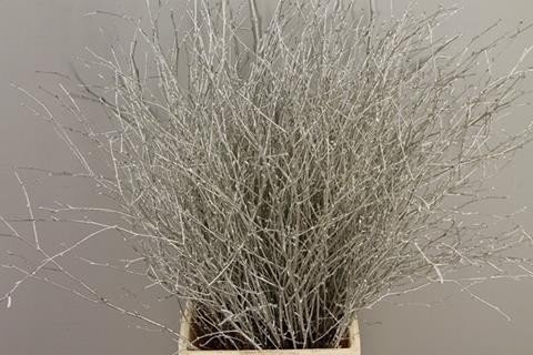 Betula paint platinum