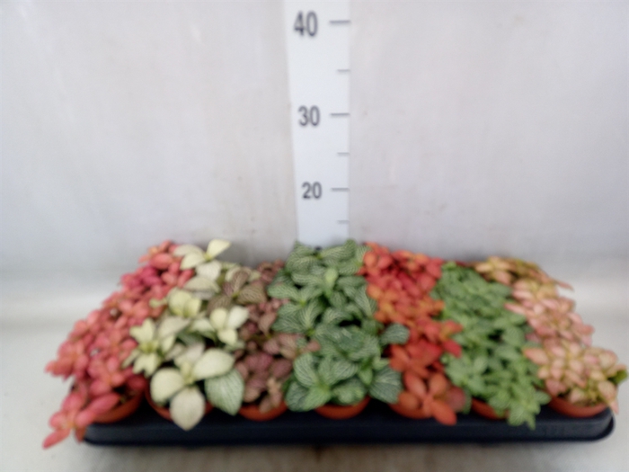 <h4>Fittonia   ...mix 7</h4>