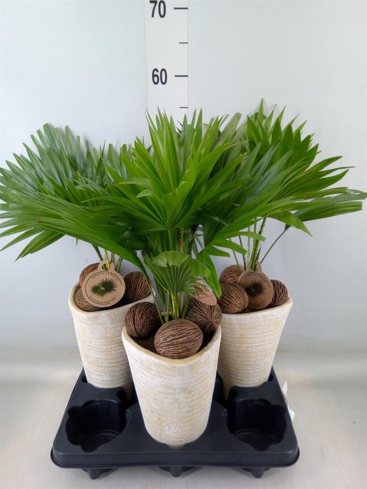 <h4>Livistona rotundifolia</h4>