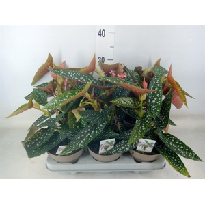 Begonia BD mac. 'Wightii'