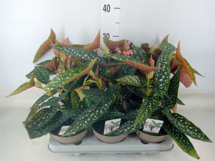 <h4>Begonia BD mac. 'Wightii'</h4>