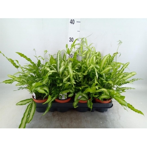Pteris cretica 'Albolineata'