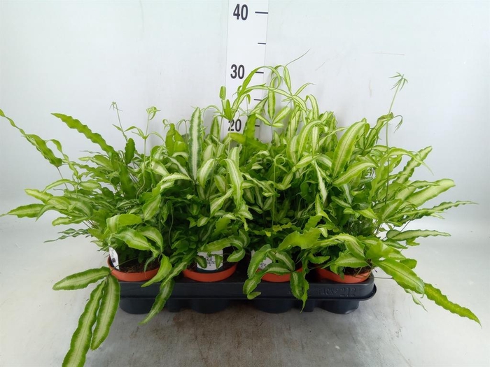 <h4>Pteris cretica 'Albolineata'</h4>