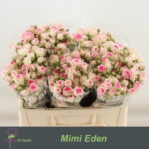 R Tr Mimi Eden Opstal