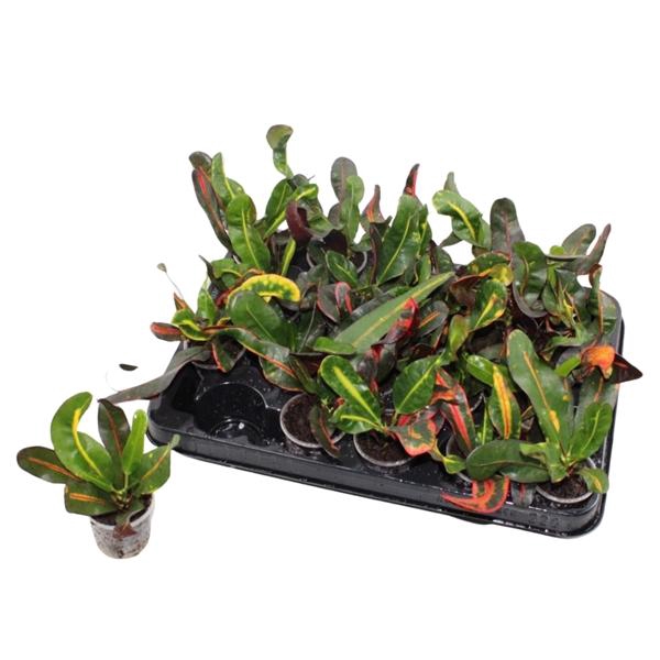 <h4>Codiaeum variegatum grootbladig 'Mammi'</h4>