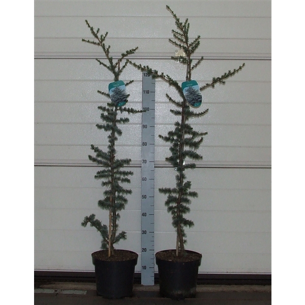 <h4>Cedrus libani 'Glauca' 100-120 P26 Full CC</h4>