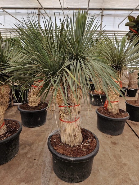 <h4>YUC ROSTRATA</h4>