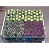 Brassica (sierkool) Gem 3 Srt