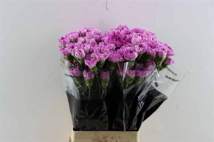 <h4>Di St Yukari Scuro</h4>