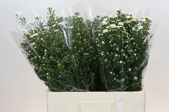 <h4>Aster Paquita</h4>