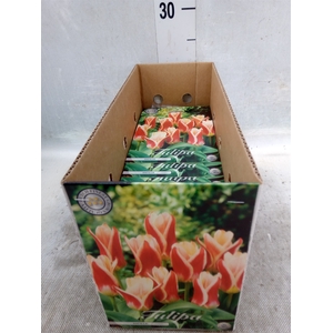 Tulipa   ...flowerbulbs